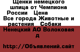 Щенки немецкого шпица от Чемпиона России › Цена ­ 50 000 - Все города Животные и растения » Собаки   . Ненецкий АО,Волоковая д.